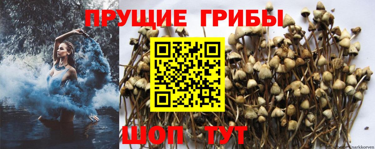 Псилоцибиновые грибы прущие грибы Моздок